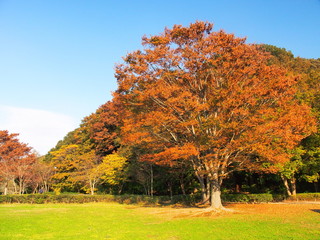 黄葉の欅のある公園風景