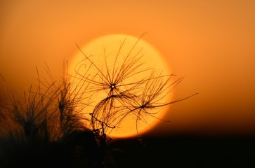 Obraz premium Light, air blades of grass against the backdrop of an orange setting sun. The composition of the seeds of plants in orange and black colors. Beautiful sunset landscape in macro photography.