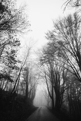 Foggy landscape in the mountain at winter