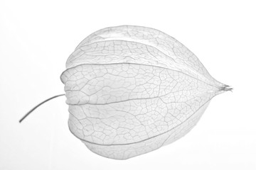 Closeup of the inflorescence Vesselis in black and white format. The structure of the flower Fesalis and veins and textures on a light background. Minimalism.