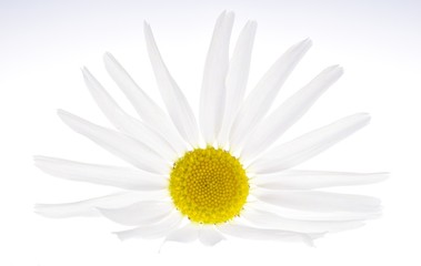 Wild daisy on a white background. Beautiful, airy inflorescence of a wild medicinal plant with a yellow core and white petals.