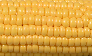 The structure of ripe corn cob. Peeled from the husks of the ear of young corn. Corn seed texture