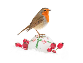 Robin (Erithacus rubecula) isolated on white background, with Christmas decorations and wild rose berries on snow in winter