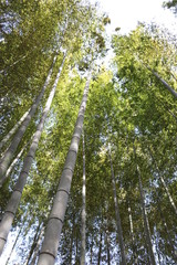 Fototapeta premium 大磯城山公園の竹林