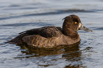A tufted duck