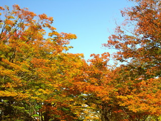 Fototapeta na wymiar 黄葉した公園の木々