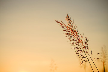 grass field outdoor by countryside for background.