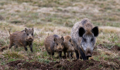 Sanglier et ses marcassins
