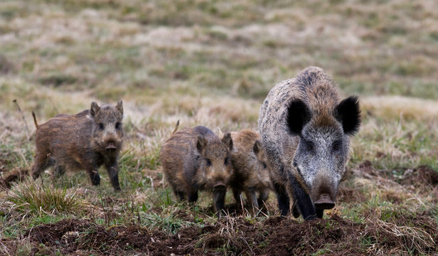 Sanglier et ses marcassins