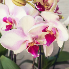 Phalaenopsis orchid. Beautiful flowers macro.