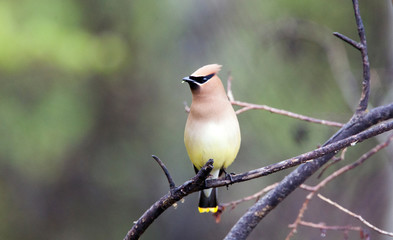 Cedar Waxwing, (Bombycilla cedrorum), British Columbia, Canada.