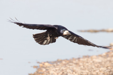 Rook, (Corvus frugilegus), Heligan ,Cornwall, UK.