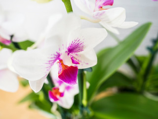 Naklejka na ściany i meble Phalaenopsis orchid. Beautiful flowers macro.