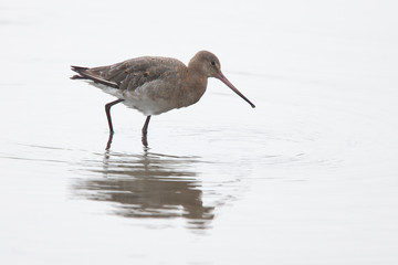 Black-tailed Godwit, (Limosa limosa), winter-plumage, Titchwell Reserve, Norfolk, UK.