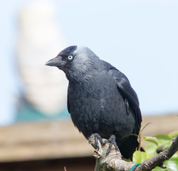 Jackdaw, (Corvus monedula), Penzance, Cornwall, UK.