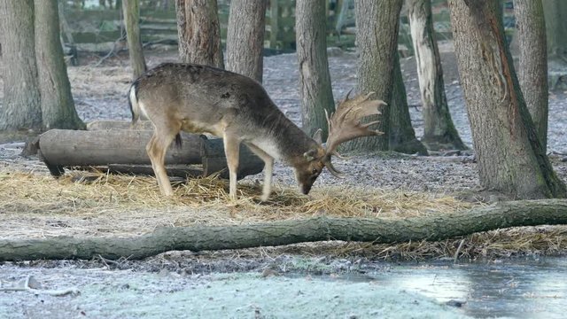 Fallow deer spotted in enclosure searches the falling autumn leaves and looks for the fallen acorns. Cold autumn morning. 
