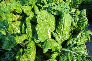 Salat und Kohl Anbau in Zollikon Dorf am Epilepsie Zentrum am Treibhaus in der schweiz am Züricher...