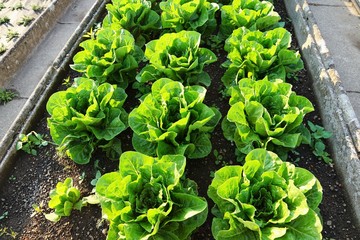 Salat und Kohl Anbau in Zollikon Dorf am Epilepsie Zentrum am Treibhaus in der schweiz am Züricher...