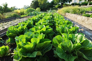 Salat und Kohl Anbau in Zollikon Dorf am Epilepsie Zentrum am Treibhaus in der schweiz am Züricher...