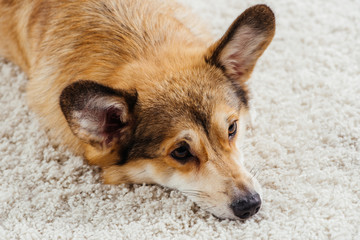close up of cute pembroke welsh corgi dog lying on fluffy rug