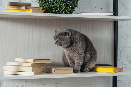 adorable scottish fold cat reck sitting on shelving unit on white