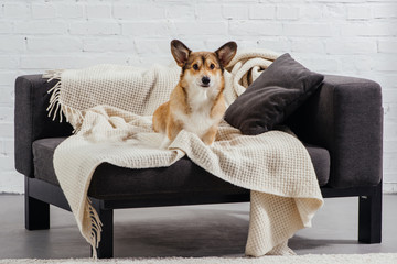 cute pembroke welsh corgi sitting on sofa and looking at camera