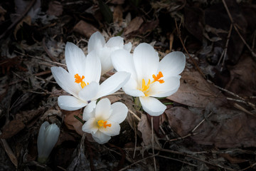 White crocuses 