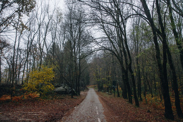 Autumn Landscape in the forest