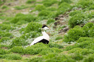 Common Ringed Plover (Charadrius hiaticula) male near nest site, Inner farne islands, United Kingdom