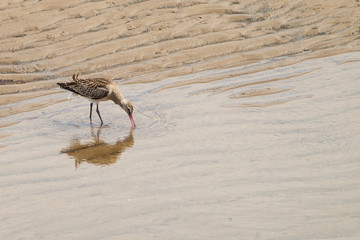 Bar-tailed godwit (Limosa lapponica) foraging on beach