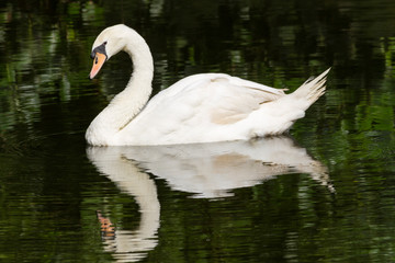 White swan swimming