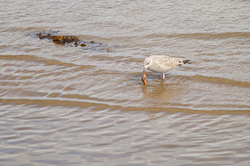 Eurpoean herring gull (Larus argentatus) Juvenile with crab, foraging for food, Musselbrugh United Kingdom