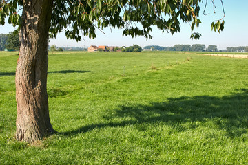 View on farm with tree in front