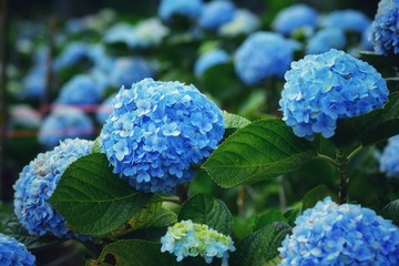 Beautiful blue hydrangea flower.