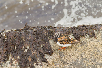 Ruddy turnstone (Arenaria interpres) camouflaged by rocks, foraging, Musselburgh, United Kingdom