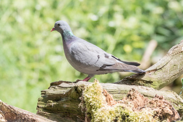 Hohltaube auf Futtersuche