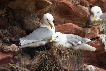 black-legged Kittiwake (Rissa tridactyla)  bonding on nest, Dunbar harbour, United kingdom