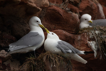 black-legged Kittiwake (Rissa tridactyla)  bonding on nest, Dunbar harbour, United kingdom