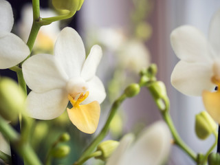 Phalaenopsis orchids. Beautiful varietal rare orchid. Beautiful indoor flowers close-up.