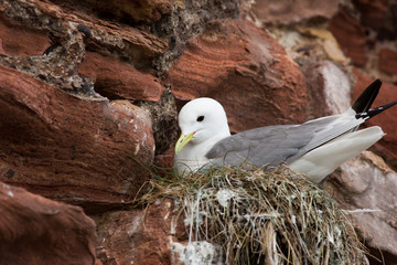 Black-legged Kittiwake (Rissa tridactyla)  on nest, Harbour, Dunbar Harbour, United Kingdom