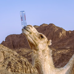 View of camel drinking water from a bottle without human assistance in Egyptian Sahara Desert at sunset, closeup