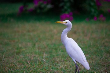 Cattle egret in its natural habitat