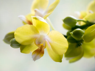 Fototapeta na wymiar Phalaenopsis orchids. Beautiful varietal rare orchid. Beautiful indoor flowers close-up.