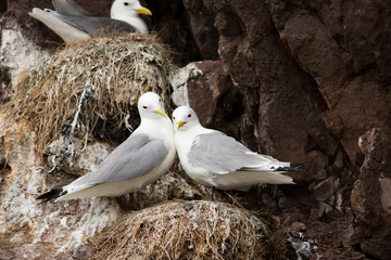 Black-legged Kittiwake (Rissa tridactyla)  pair preening at breeding colony, Harbour nesting site, Dunbar Harbour, United Kingdom