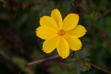 yellow flower in the garden