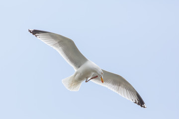 Eurpoean herring gull (Larus argentatus) preening in flight near breeding colony, Dunbar Harbour, United Kingdom