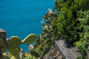 Corniglia