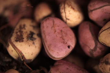 traditional kola nuts close up, on african market on a sunny day in the Gambia
