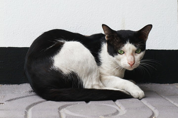 A Black and White Cat Sitting on the Floor