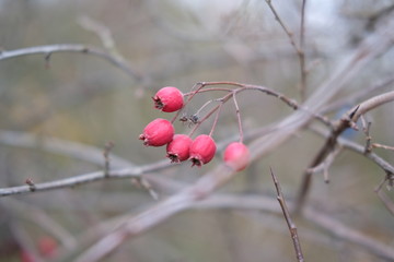 Beeren am Baum